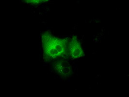 GRIPAP1 Antibody in Immunocytochemistry (ICC/IF)