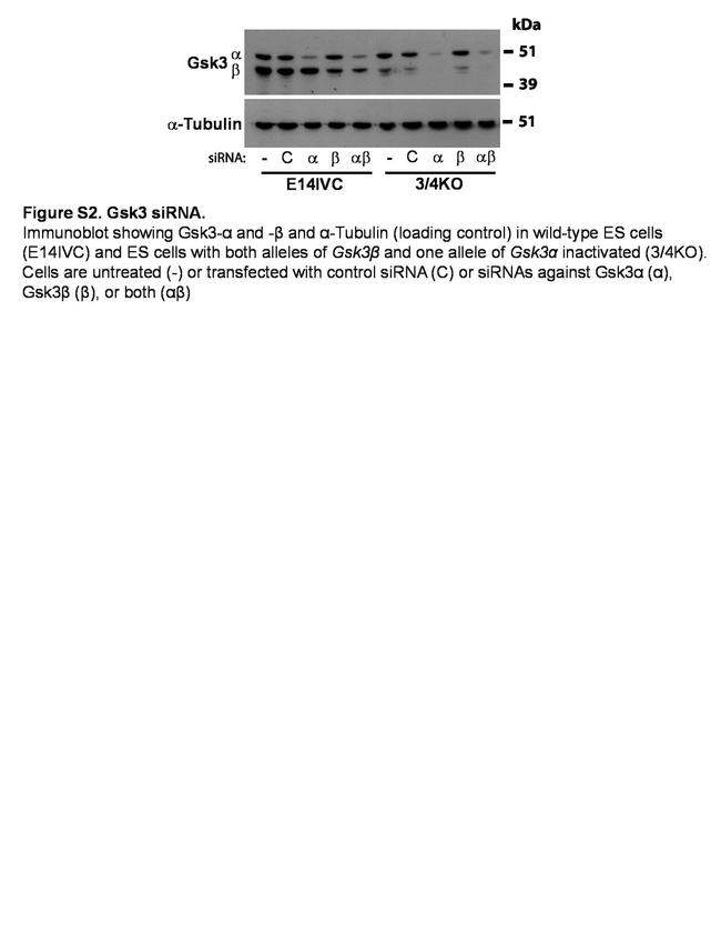 GSK3 Alpha/beta Monoclonal Antibody (21A) (44-610)