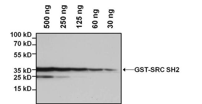 GST Tag Antibody in Western Blot (WB)