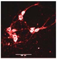 Phospho-NMDAR2B (Tyr1122) Antibody in Immunohistochemistry (IHC)