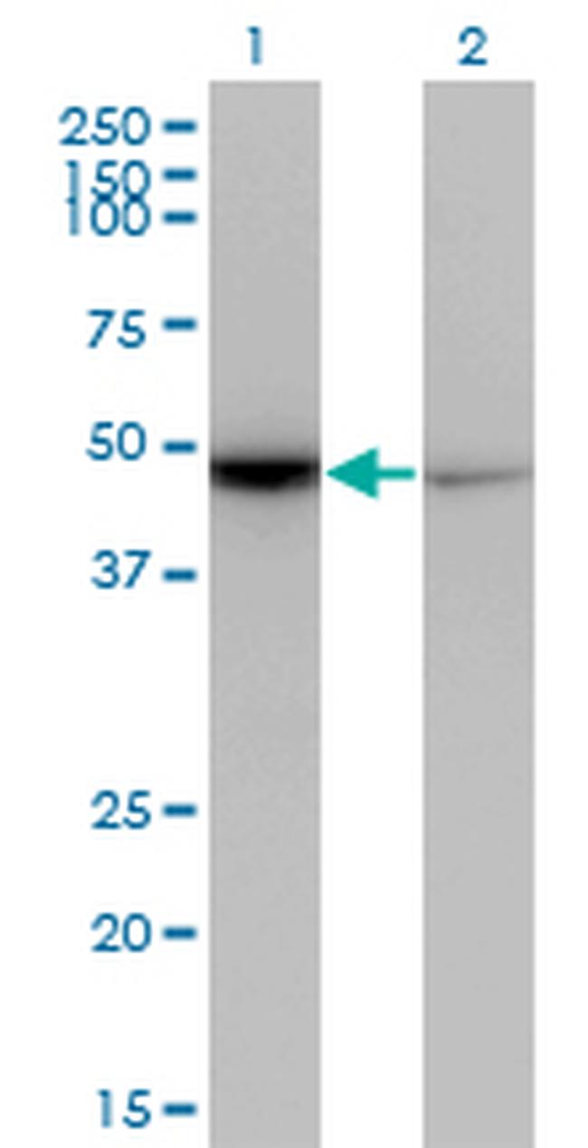 NR0B1 Antibody in Western Blot (WB)