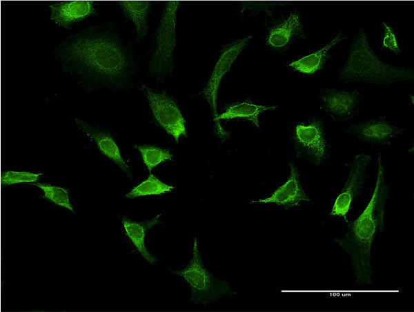 AMBP Antibody in Immunocytochemistry (ICC/IF)