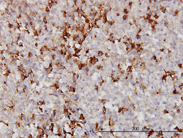 APOA2 Antibody in Immunohistochemistry (Paraffin) (IHC (P))