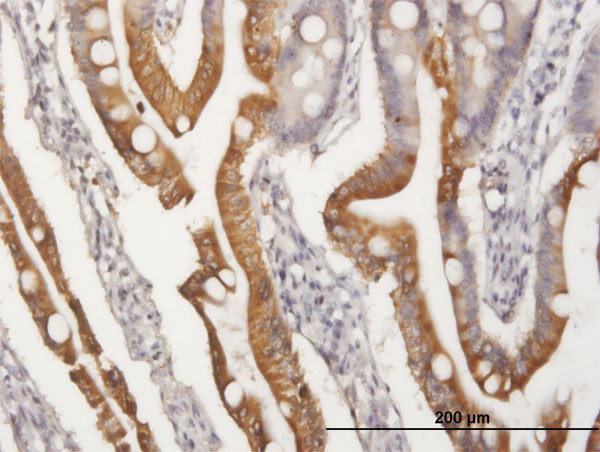 APOA4 Antibody in Immunohistochemistry (Paraffin) (IHC (P))