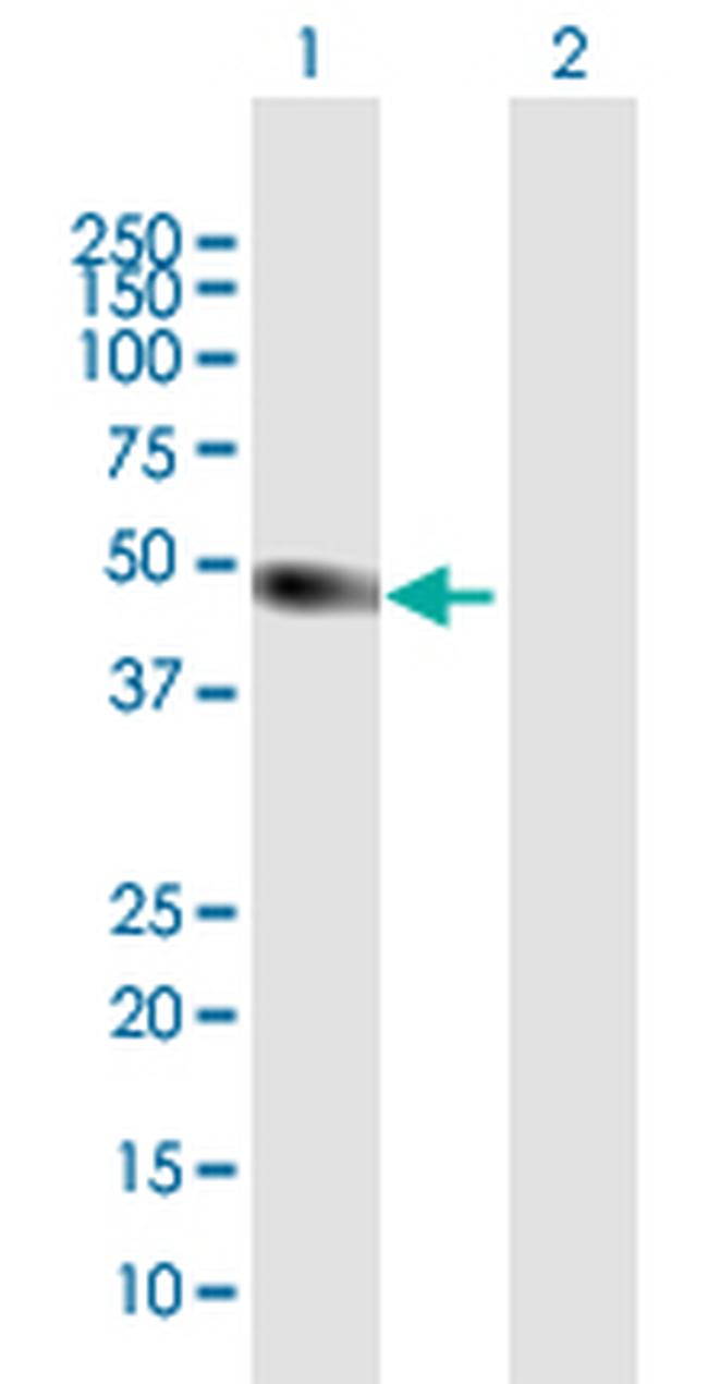 ATOH1 Antibody in Western Blot (WB)