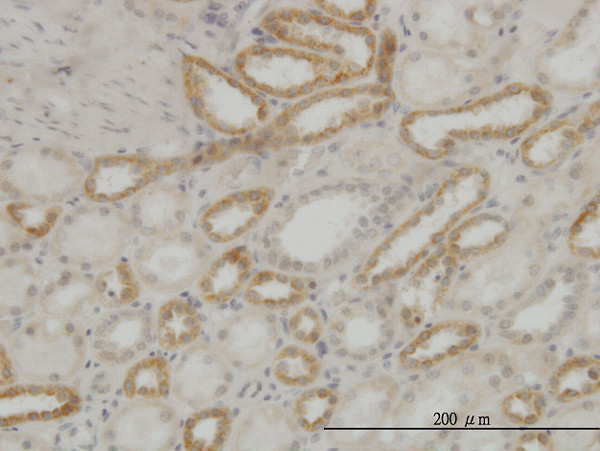 ATP5E Antibody in Immunohistochemistry (Paraffin) (IHC (P))