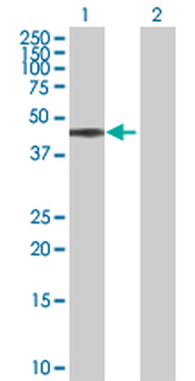 BAG1 Antibody in Western Blot (WB)