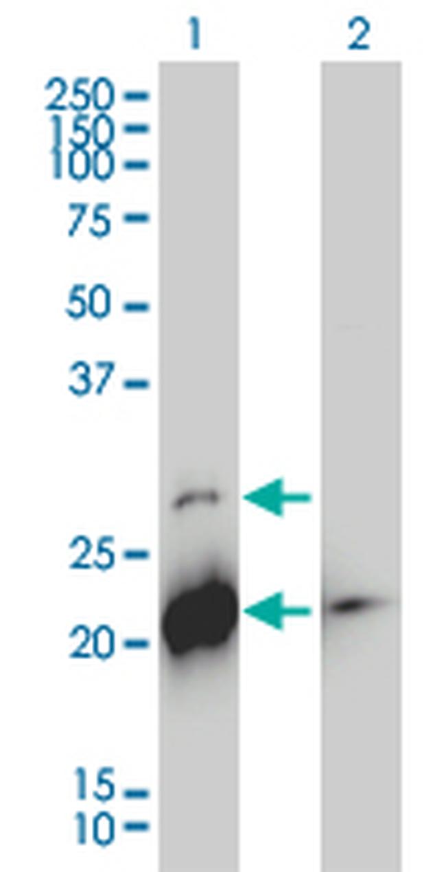 BID Antibody in Western Blot (WB)