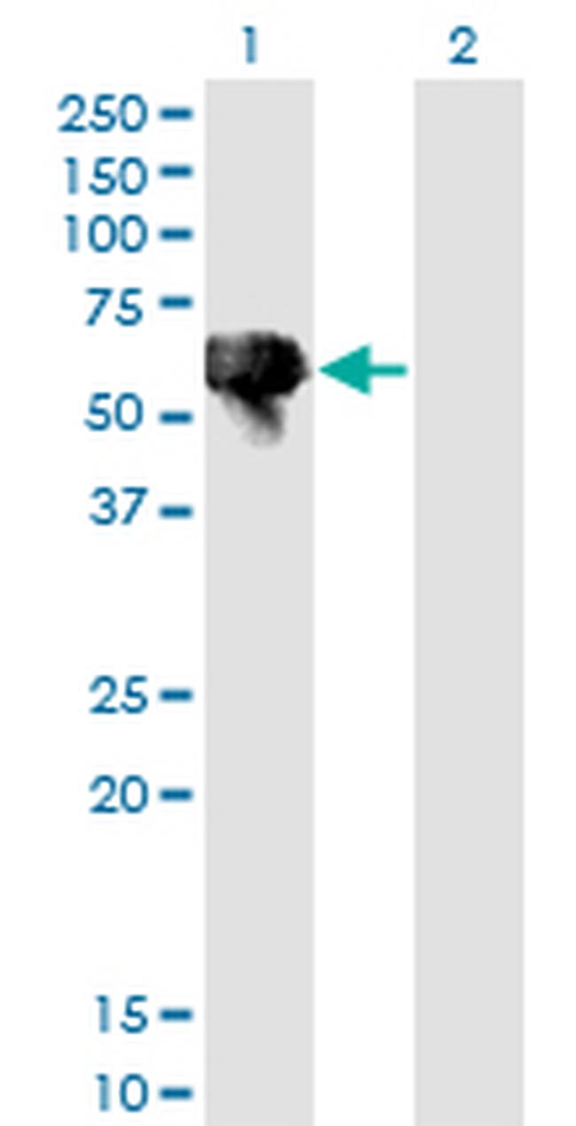 BLK Antibody in Western Blot (WB)