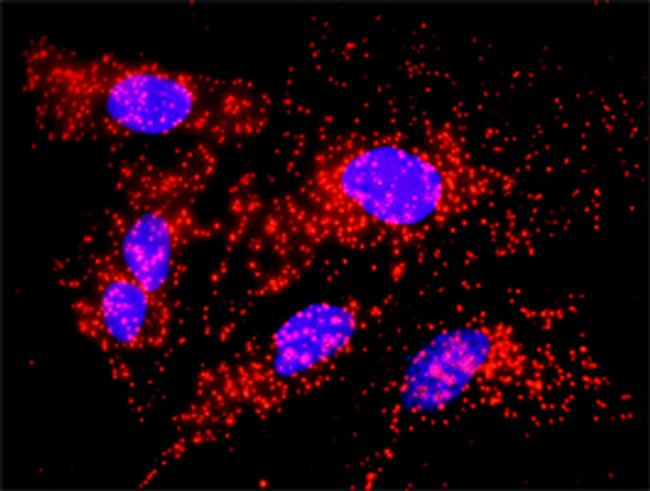 CALR Antibody in Proximity Ligation Assay (PLA) (PLA)