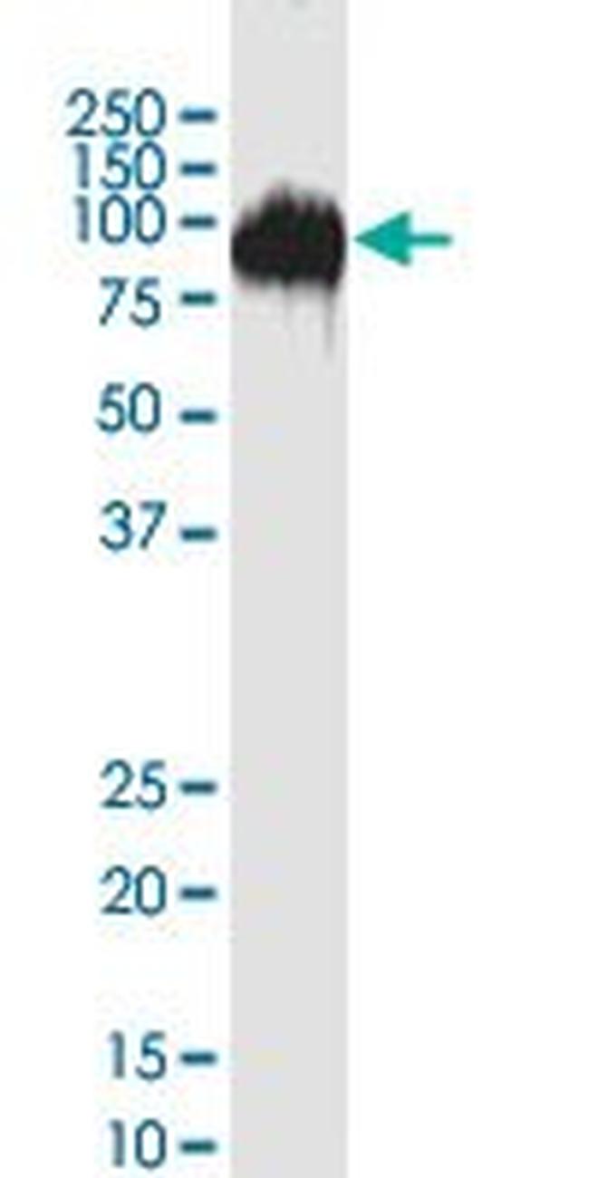 CD44 Antibody in Western Blot (WB)