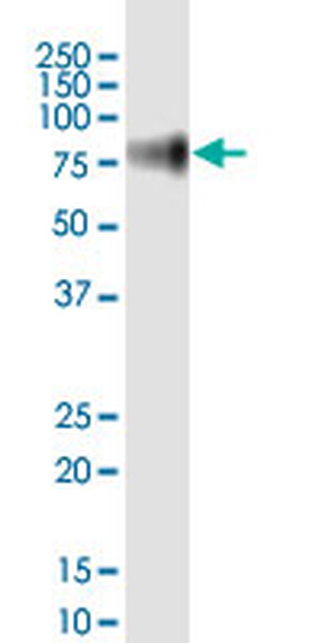 CD44 Antibody in Western Blot (WB)