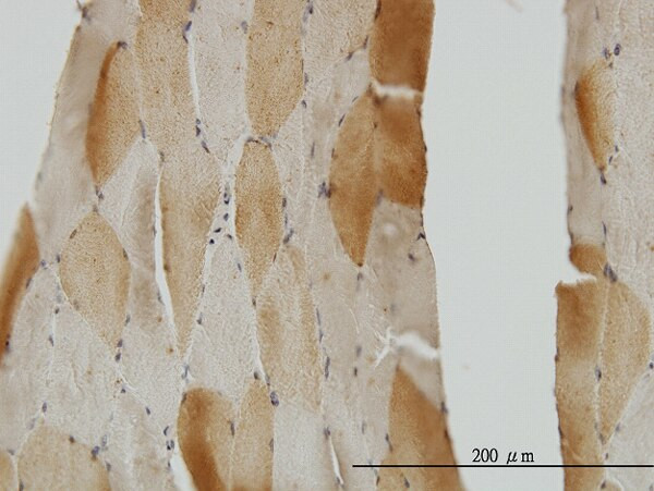 CRYM Antibody in Immunohistochemistry (Paraffin) (IHC (P))