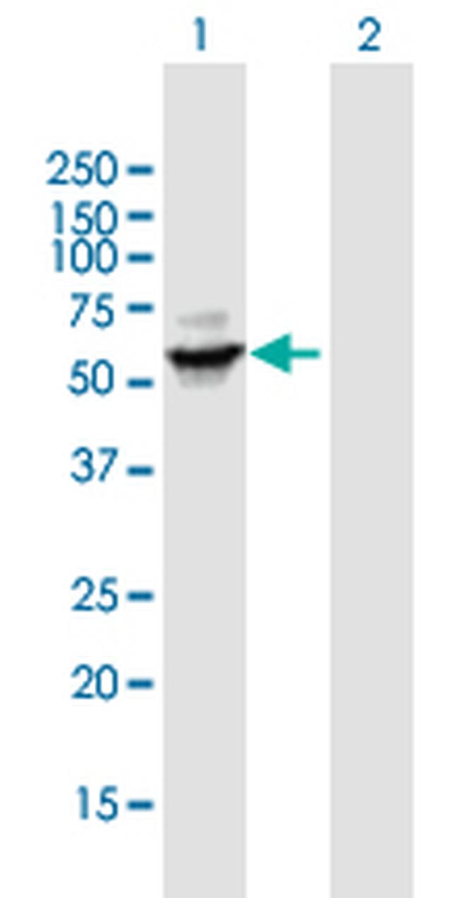 CYP3A4 Antibody in Western Blot (WB)