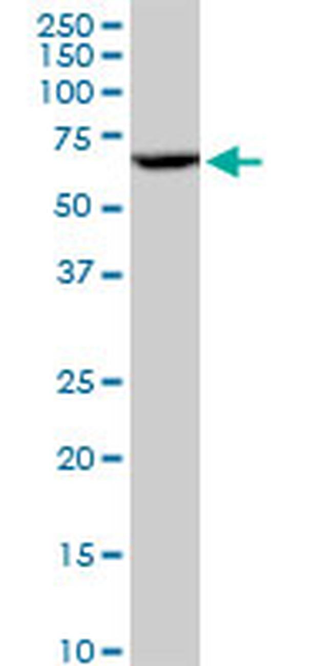 CYP3A4 Antibody in Western Blot (WB)