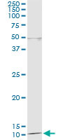 DDT Antibody in Immunoprecipitation (IP)