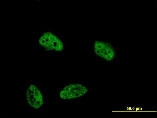 DUSP4 Antibody in Immunocytochemistry (ICC/IF)