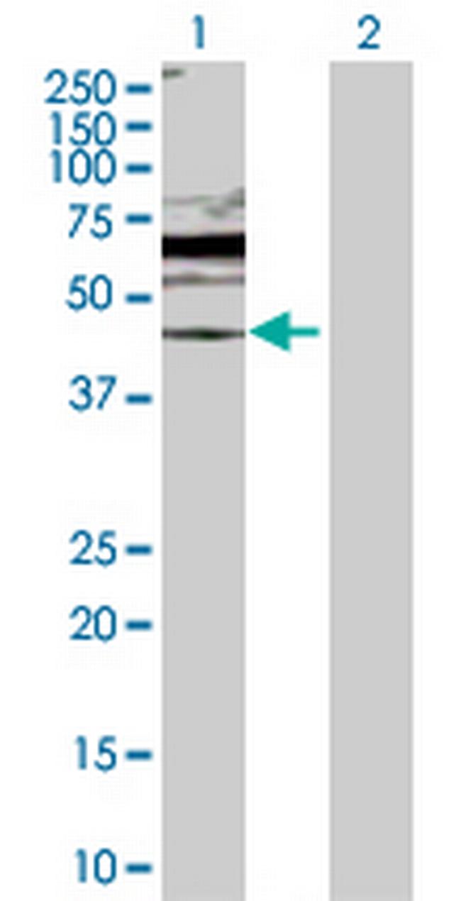 DUSP6 Antibody in Western Blot (WB)