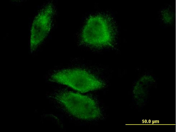 DUSP6 Antibody in Immunocytochemistry (ICC/IF)