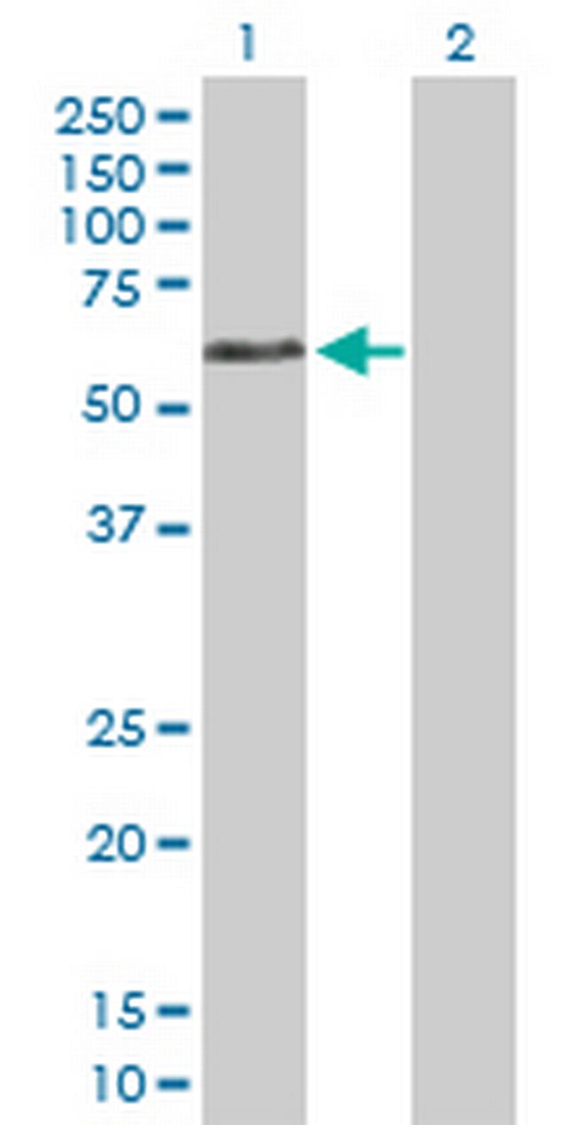 DVL1 Antibody in Western Blot (WB)