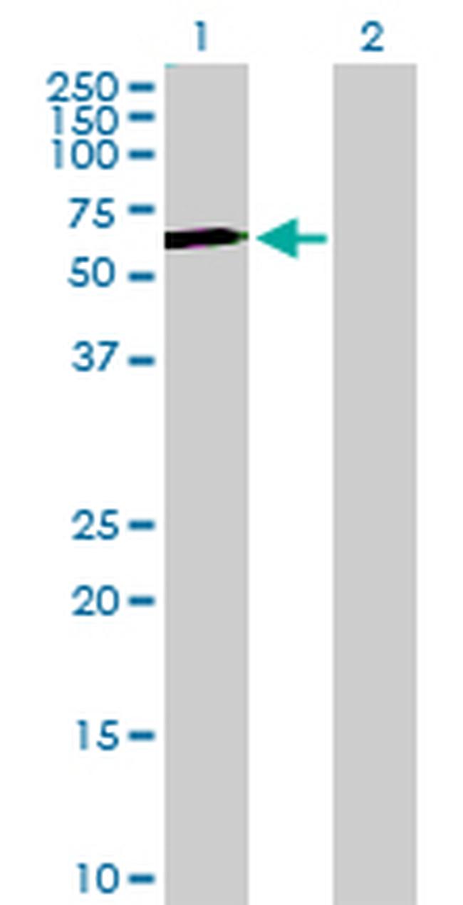 EDG1 Antibody in Western Blot (WB)