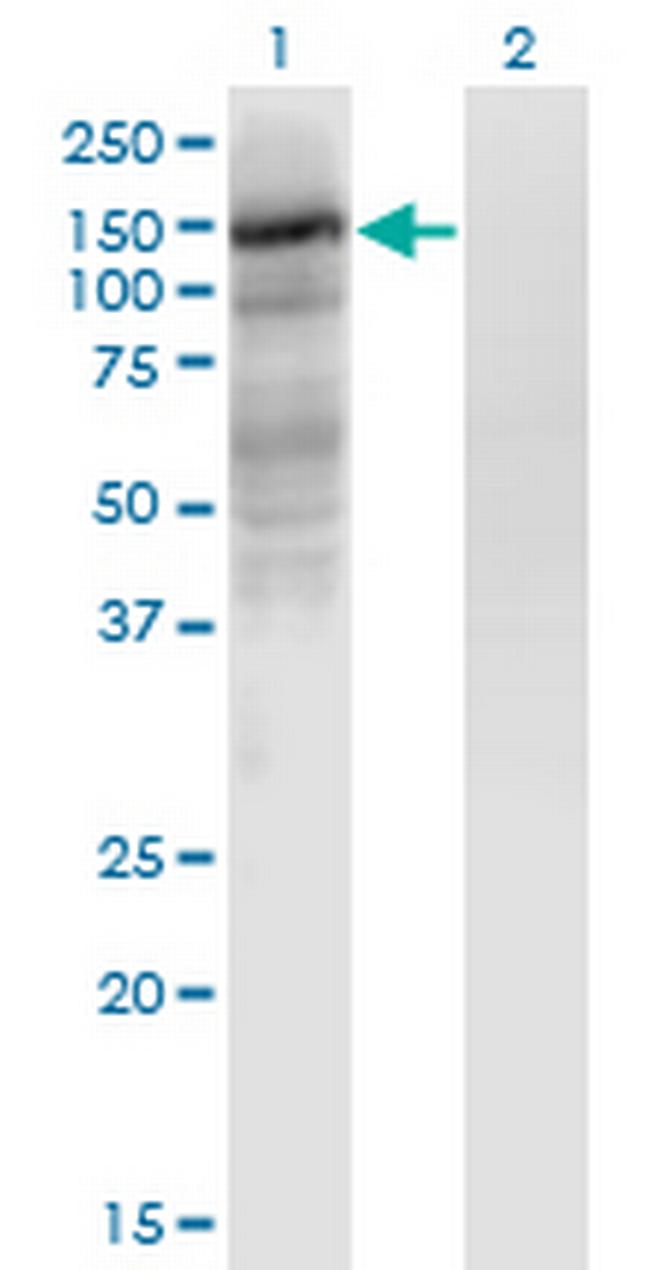 EPAS1 Antibody in Western Blot (WB)