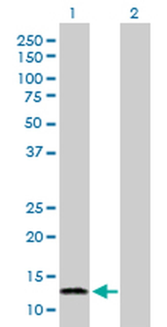 FABP7 Antibody in Western Blot (WB)