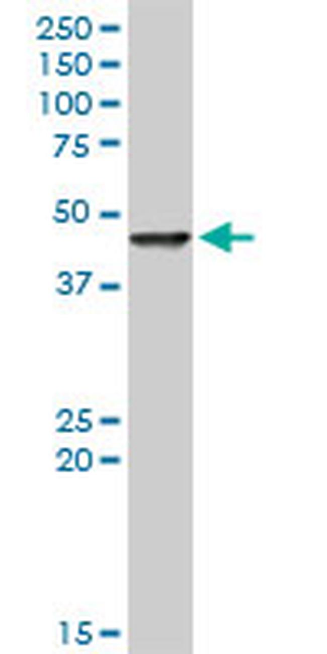 FEN1 Antibody in Western Blot (WB)