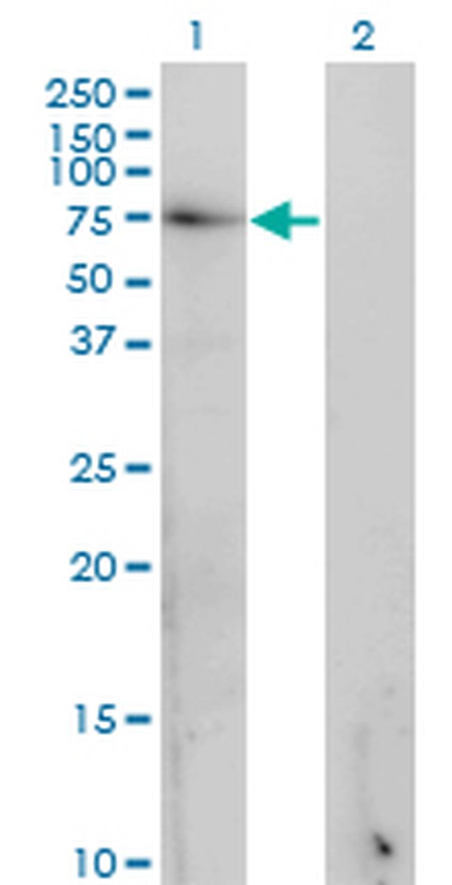 GAD1 Antibody in Western Blot (WB)