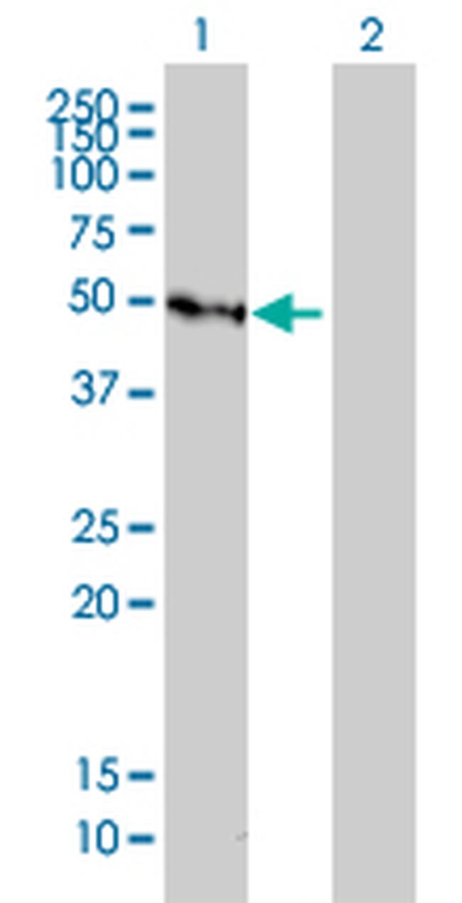 GFI1 Antibody in Western Blot (WB)