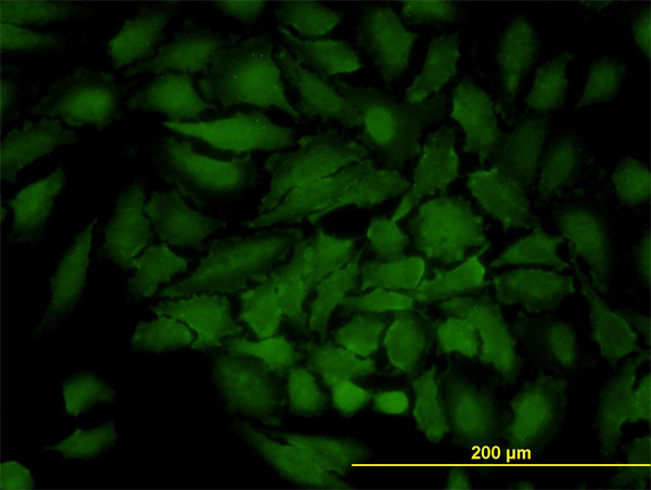 GJB3 Antibody in Immunocytochemistry (ICC/IF)