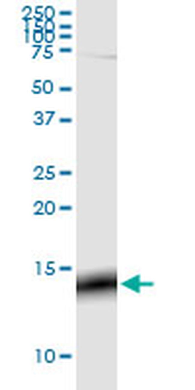 GNG3 Antibody in Western Blot (WB)