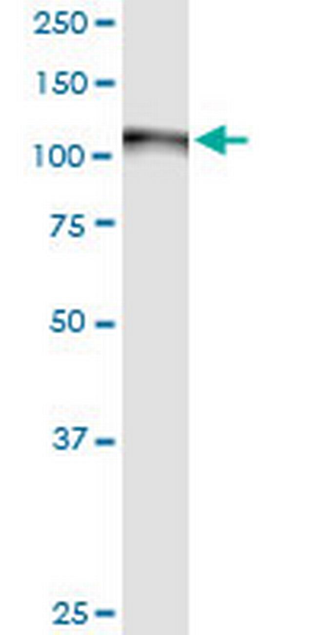 GOLGA2 Antibody in Western Blot (WB)