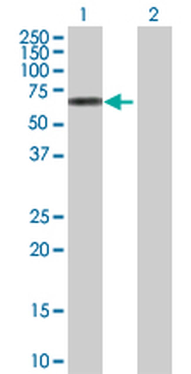 GRB7 Antibody in Western Blot (WB)