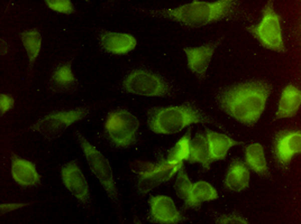 HMOX2 Antibody in Immunocytochemistry (ICC/IF)