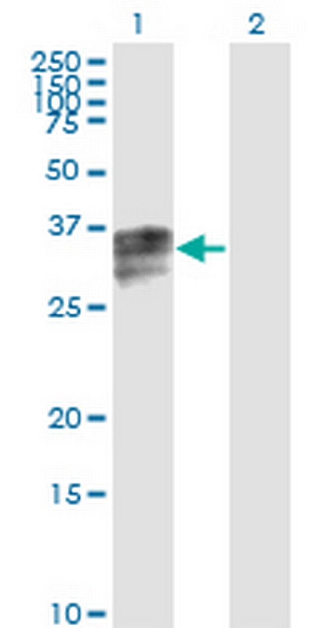 HPX Antibody in Western Blot (WB)