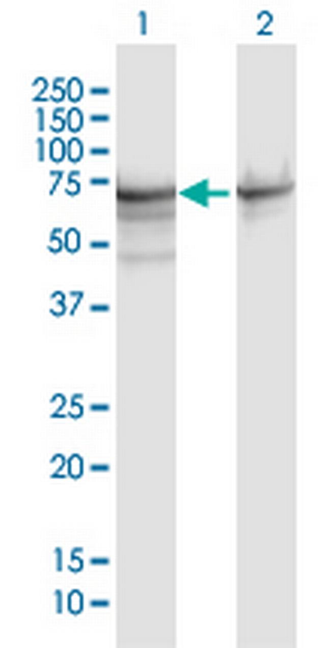 HSPA1A Antibody in Western Blot (WB)