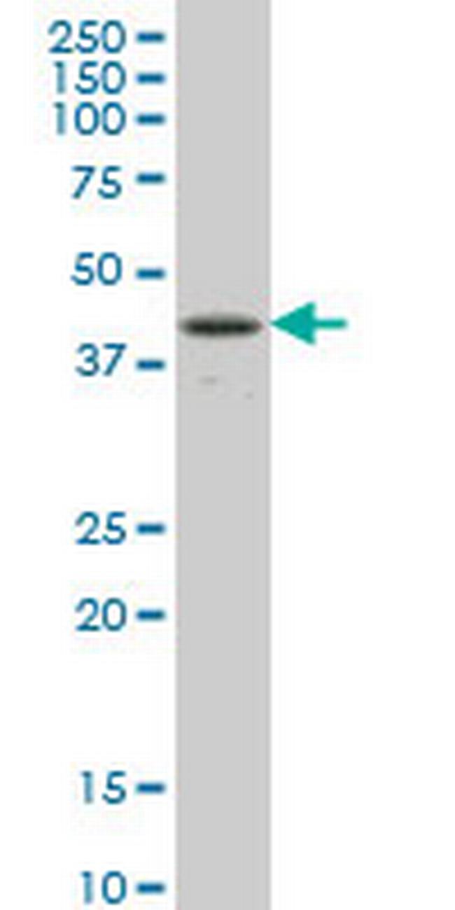 RBPJ Antibody in Western Blot (WB)