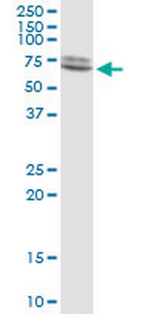 LMNA Antibody in Western Blot (WB)