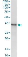 MSX1 Antibody in Immunoprecipitation (IP)