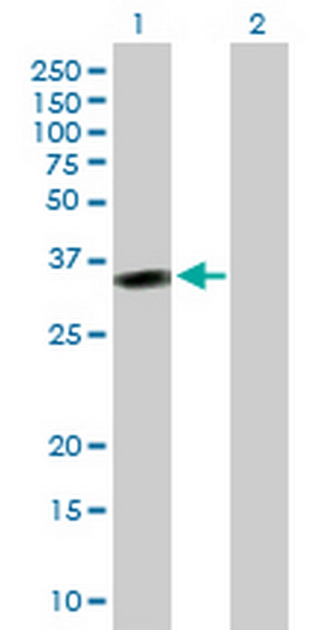 MSX2 Antibody in Western Blot (WB)