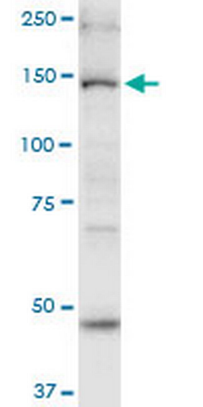 MYO6 Antibody in Western Blot (WB)