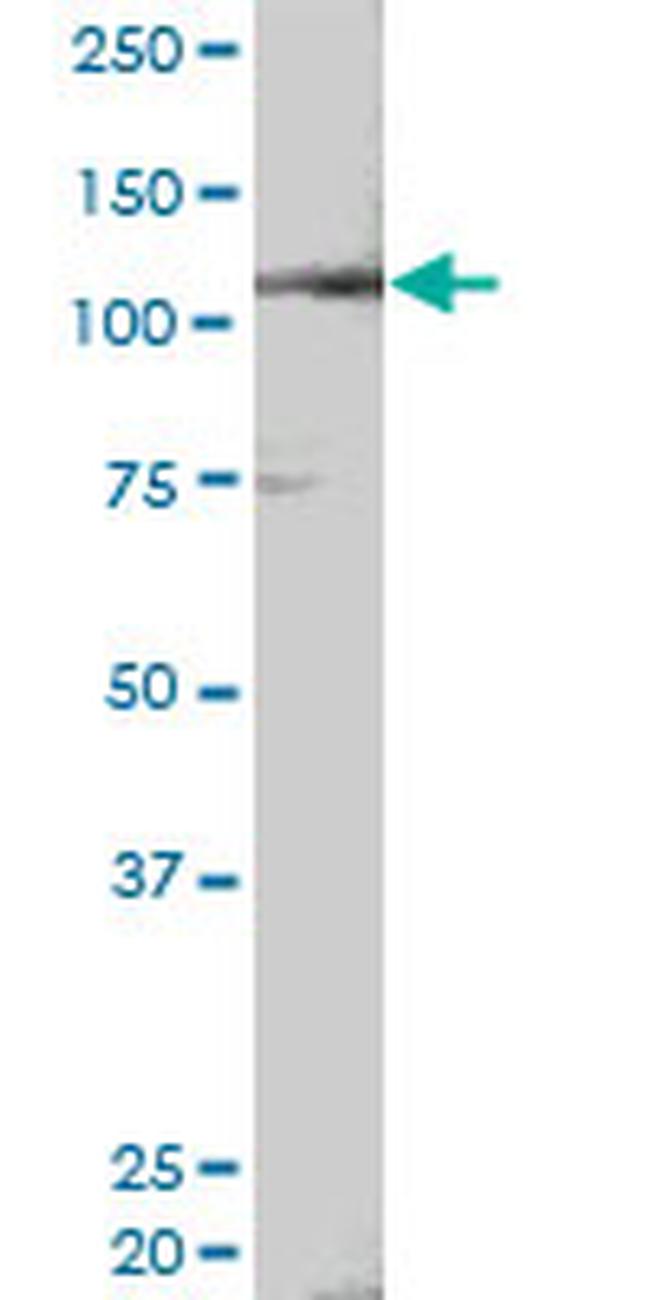 NEDD9 Antibody in Western Blot (WB)