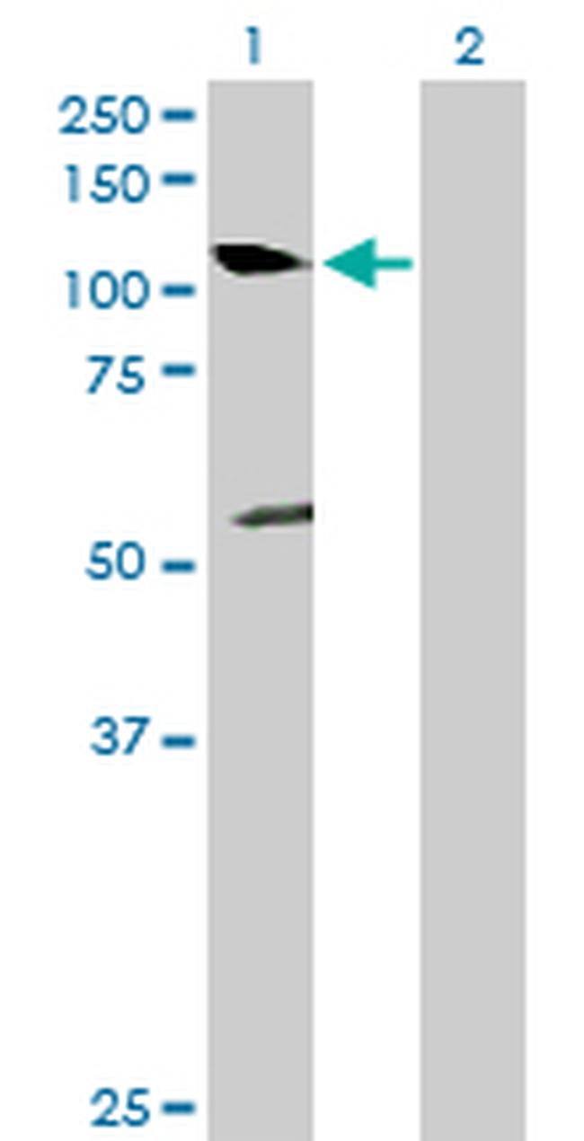 NEDD9 Antibody in Western Blot (WB)