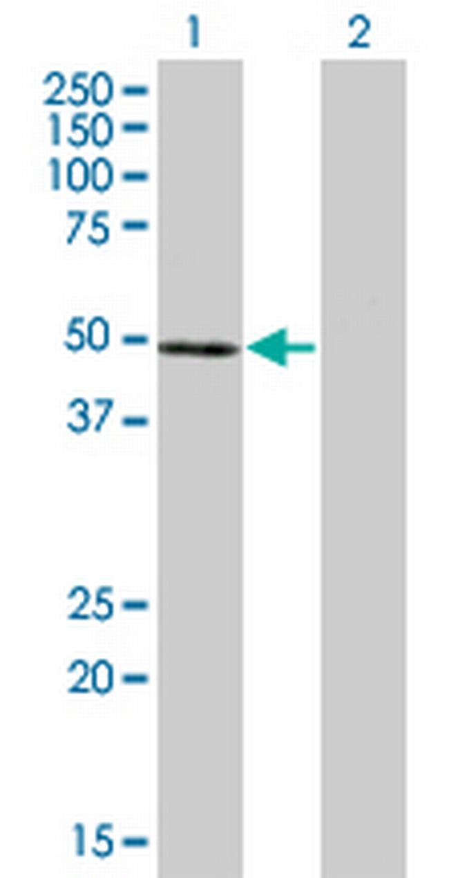 NFE2 Antibody in Western Blot (WB)