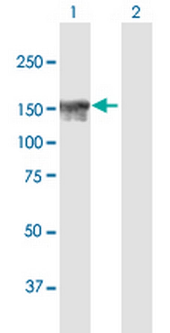 NFKBIL2 Antibody in Western Blot (WB)