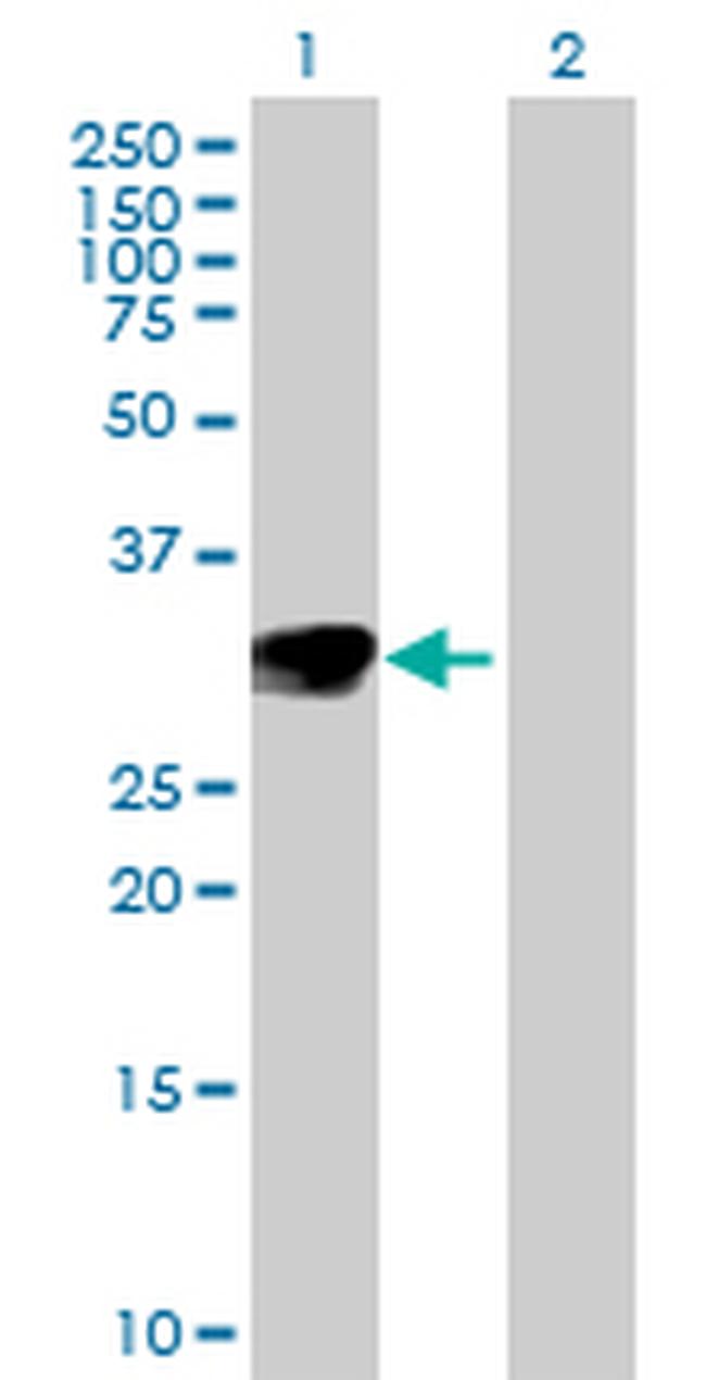 NTF3 Antibody in Western Blot (WB)