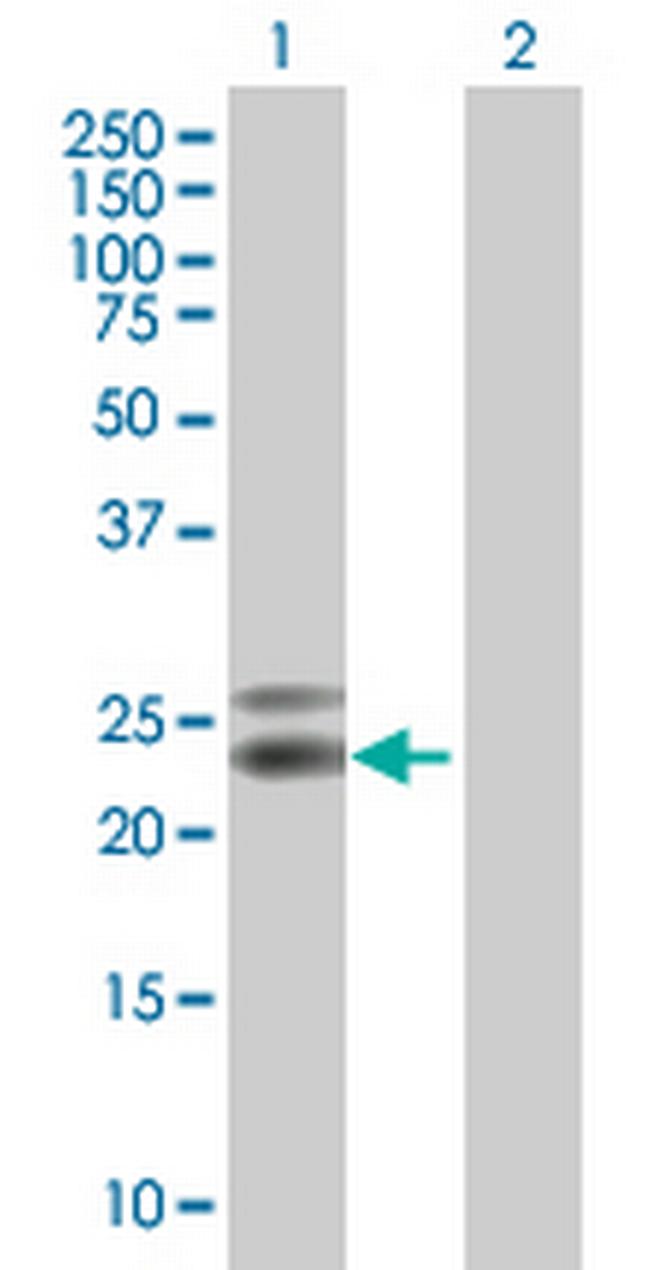 NTF5 Antibody in Western Blot (WB)