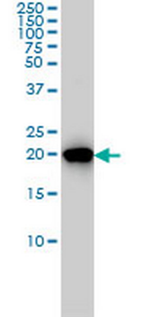 PBP Antibody in Western Blot (WB)