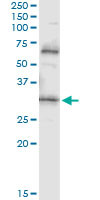 PDYN Antibody in Immunoprecipitation (IP)